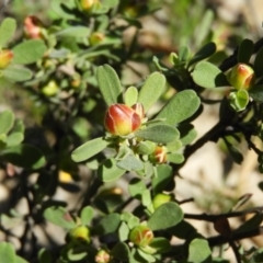 Hibbertia obtusifolia at Tuggeranong DC, ACT - 4 Oct 2020 10:42 AM