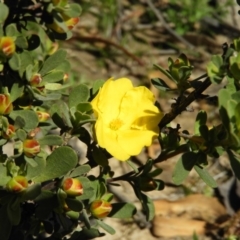 Hibbertia obtusifolia at Tuggeranong DC, ACT - 4 Oct 2020