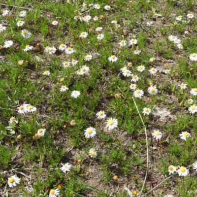 Calotis anthemoides (Chamomile Burr-daisy) at Farrer Ridge - 3 Oct 2020 by MatthewFrawley