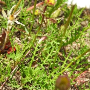 Calotis anthemoides at Tuggeranong DC, ACT - 4 Oct 2020