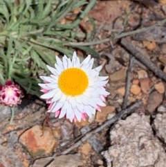 Leucochrysum albicans subsp. tricolor (Hoary Sunray) at Bruce, ACT - 10 Oct 2020 by JVR