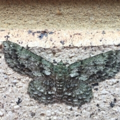 Hypodoxa muscosaria (Textured Emerald) at Tathra, NSW - 3 Oct 2020 by Steve Mills