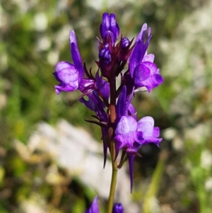 Linaria pelisseriana at Forde, ACT - 11 Oct 2020 11:00 AM