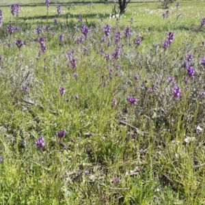 Linaria pelisseriana at Forde, ACT - 11 Oct 2020 11:00 AM