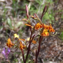 Diuris semilunulata (Late Leopard Orchid) at Tuggeranong Hill - 11 Oct 2020 by Owen