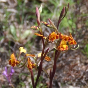 Diuris semilunulata at Theodore, ACT - 11 Oct 2020