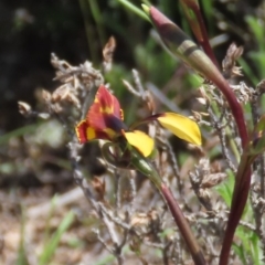 Diuris semilunulata at Theodore, ACT - suppressed