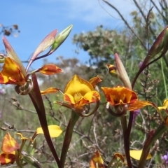 Diuris semilunulata at Theodore, ACT - 11 Oct 2020