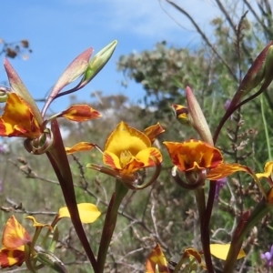 Diuris semilunulata at Theodore, ACT - suppressed