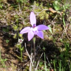 Glossodia major (Wax Lip Orchid) at Theodore, ACT - 10 Oct 2020 by owenh