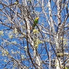 Polytelis swainsonii (Superb Parrot) at Yarralumla, ACT - 10 Oct 2020 by jpittock