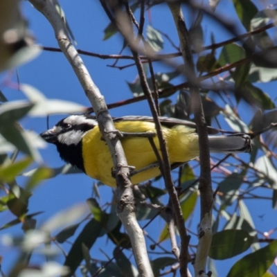 Falcunculus frontatus (Eastern Shrike-tit) at Bellmount Forest, NSW - 11 Oct 2020 by rawshorty