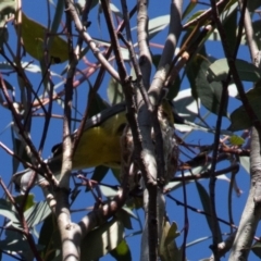 Falcunculus frontatus at Bellmount Forest, NSW - suppressed