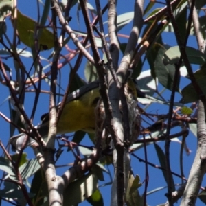 Falcunculus frontatus at Bellmount Forest, NSW - suppressed