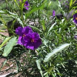 Solanum linearifolium at Bruce, ACT - 10 Oct 2020 12:44 PM