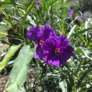 Solanum linearifolium at Bruce, ACT - 10 Oct 2020