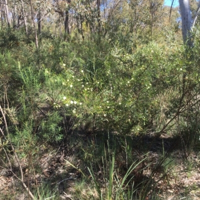 Acacia genistifolia (Early Wattle) at Bruce, ACT - 10 Oct 2020 by goyenjudy