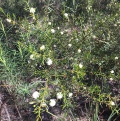 Acacia genistifolia at Bruce, ACT - 10 Oct 2020