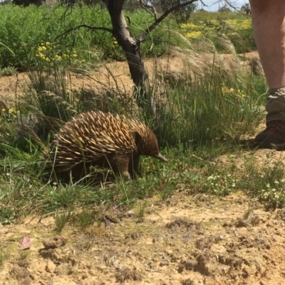 Tachyglossus aculeatus (Short-beaked Echidna) at Throsby, ACT - 11 Oct 2020 by KL