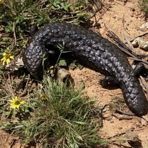 Tiliqua rugosa at Throsby, ACT - 11 Oct 2020