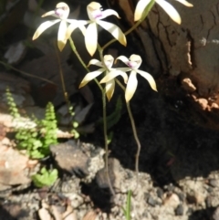 Caladenia testacea (Honey Caladenia) at Bundanoon, NSW - 9 Oct 2020 by Wonga