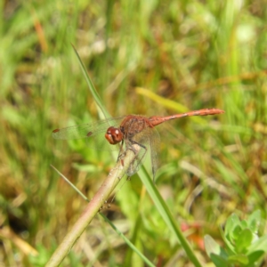 Diplacodes bipunctata at Wanniassa, ACT - 4 Oct 2020 11:18 AM