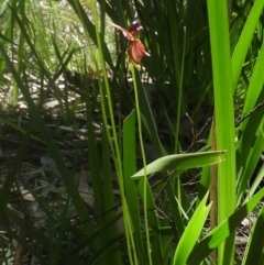 Caleana major (Large Duck Orchid) at Bundanoon, NSW - 9 Oct 2020 by Wonga