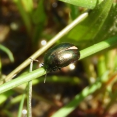 Chrysolina quadrigemina (Greater St Johns Wort beetle) at Farrer Ridge - 4 Oct 2020 by MatthewFrawley