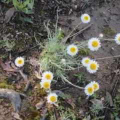 Leucochrysum albicans subsp. tricolor (Hoary Sunray) at Farrer Ridge - 10 Oct 2020 by croweater