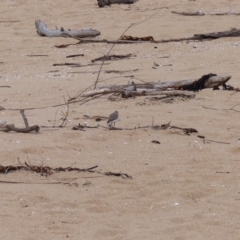 Anarhynchus ruficapillus (Red-capped Plover) at Mogareeka, NSW - 11 Oct 2020 by MatthewHiggins