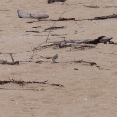 Anarhynchus ruficapillus (Red-capped Plover) at Mogareeka, NSW - 10 Oct 2020 by MatthewHiggins
