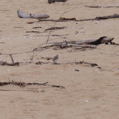 Anarhynchus ruficapillus (Red-capped Plover) at Mogareeka, NSW - 10 Oct 2020 by MatthewHiggins