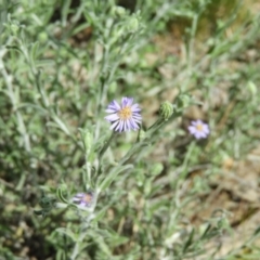 Vittadinia sp. (Fuzzweed) at Farrer Ridge - 4 Oct 2020 by MatthewFrawley