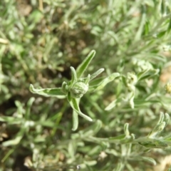 Vittadinia sp. at Tuggeranong DC, ACT - 4 Oct 2020