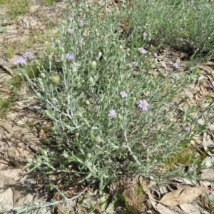 Vittadinia sp. at Tuggeranong DC, ACT - 4 Oct 2020