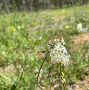 Stackhousia monogyna at Forde, ACT - 11 Oct 2020