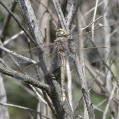 Anax papuensis (Australian Emperor) at Black Range, NSW - 11 Oct 2020 by StephH