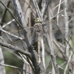 Hemianax papuensis (Australian Emperor) at Black Range, NSW - 11 Oct 2020 by Steph H