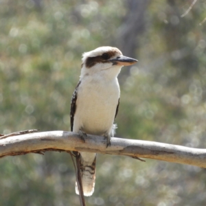 Dacelo novaeguineae at Wanniassa, ACT - 4 Oct 2020