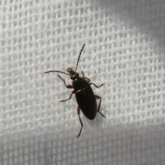 Alleculinae sp. (Subfamily) (Unidentified Comb-clawed beetle) at Flynn, ACT - 10 Oct 2020 by Christine