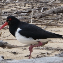 Haematopus longirostris (Australian Pied Oystercatcher) at Mogareeka, NSW - 11 Oct 2020 by StephH