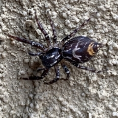 Astia hariola (Gypsy Jumper) at Black Range, NSW - 11 Oct 2020 by StephH