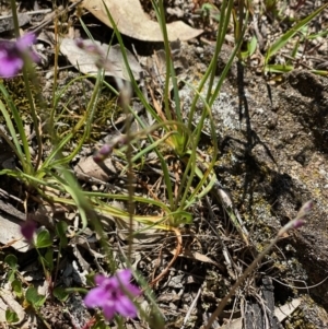 Romulea rosea var. australis at Forde, ACT - 11 Oct 2020