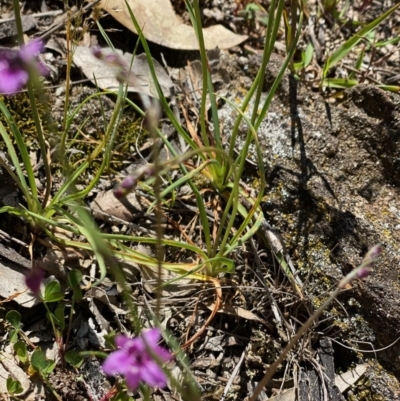 Romulea rosea var. australis (Onion Grass) at Forde, ACT - 11 Oct 2020 by KL