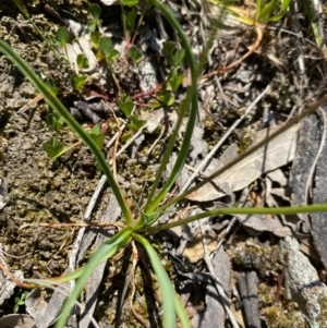 Romulea rosea var. australis at Forde, ACT - 11 Oct 2020