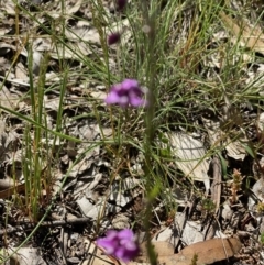 Romulea rosea var. australis at Forde, ACT - 11 Oct 2020