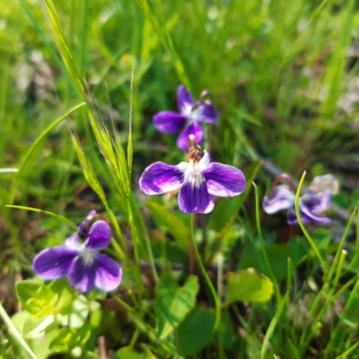 Viola betonicifolia (Mountain Violet) at Forde, ACT - 10 Oct 2020 by mlech