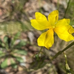 Goodenia pinnatifida (Scrambled Eggs) at Forde, ACT - 11 Oct 2020 by KL