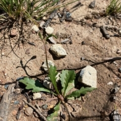 Goodenia pinnatifida at Forde, ACT - 11 Oct 2020