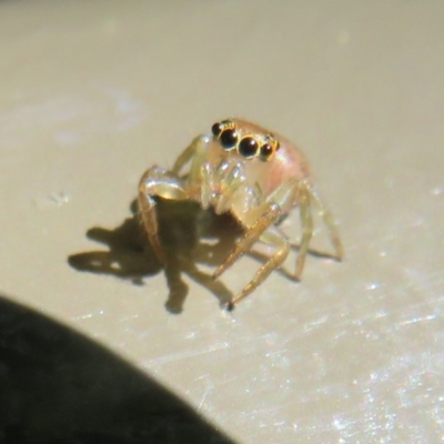 Prostheclina sp (genus) (A jumping spider) at ANBG - 10 Oct 2020 by Christine